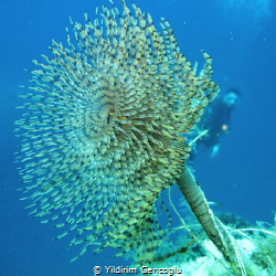Tubeworm and diver by Yildirim Gencoglu 